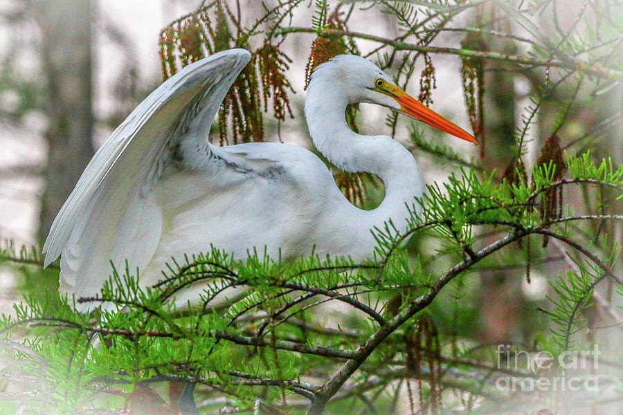 Egret Wings in Tree Photograph by Tom Claud