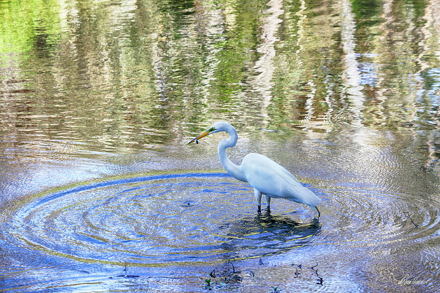 Egret With A Fish Photograph by Diana Haronis