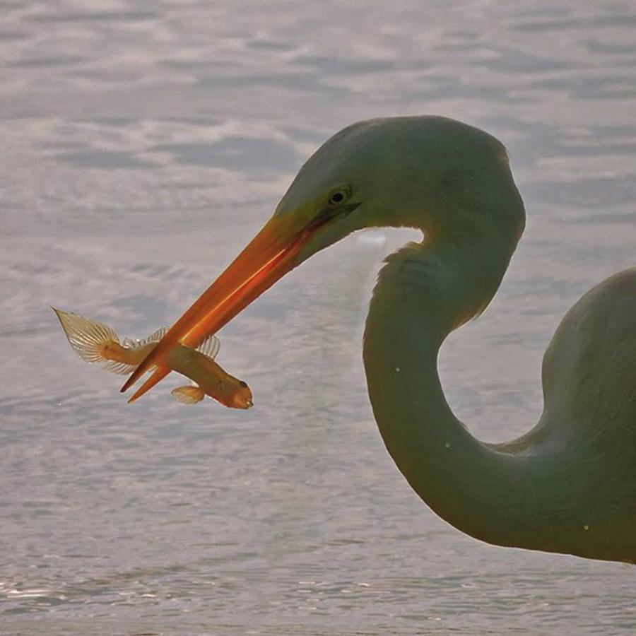 Wildlife Photograph - Egret With A Strange Fish In Its Beak by Marvin Reinhart