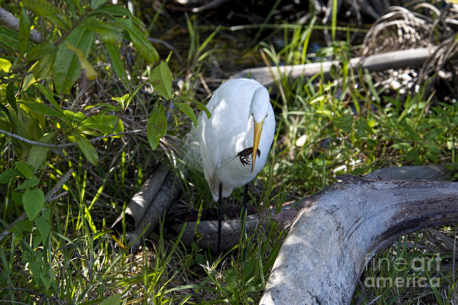 Egret Photograph - Egret with Crayfish by David Arment