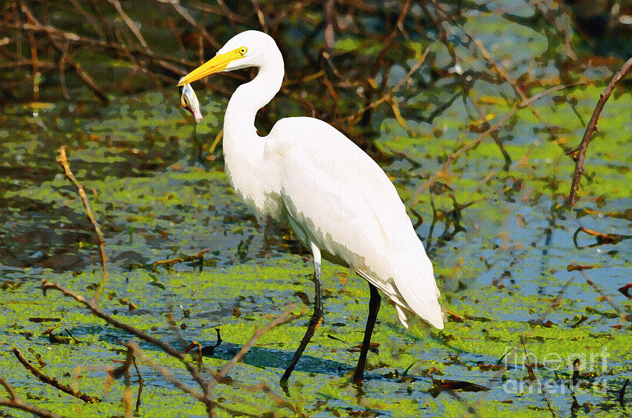 Egret With Fish Photograph