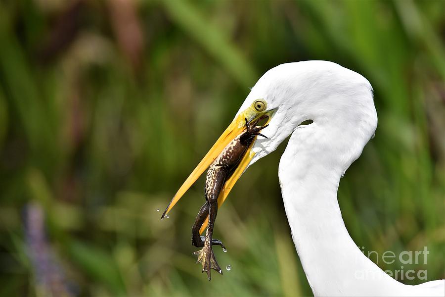 Egret With Frog Photograph by Julie Adair