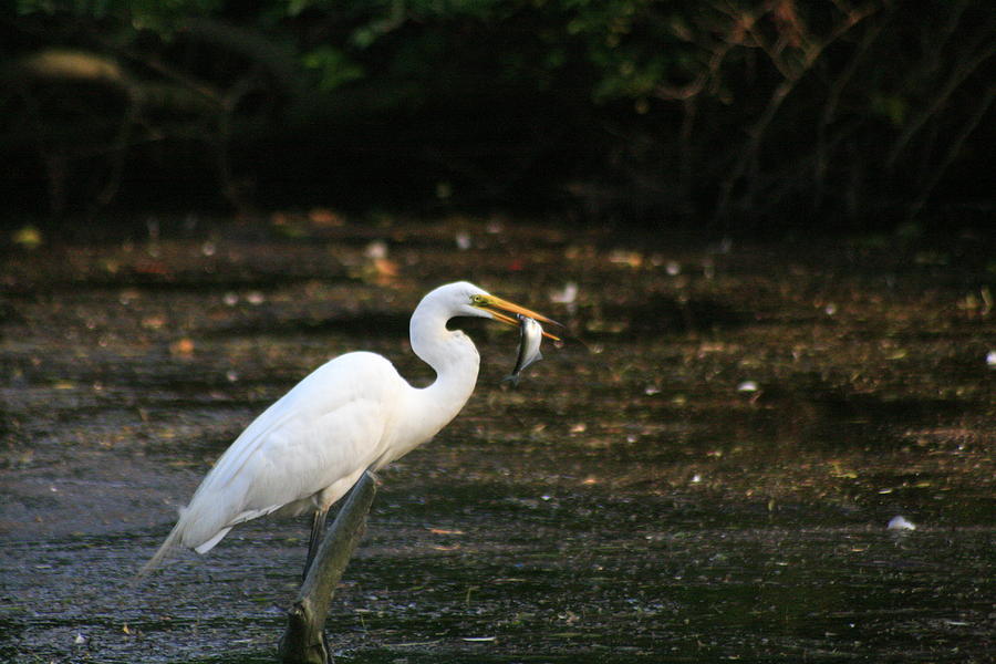 Egret With Prey Photograph by Christopher J Kirby