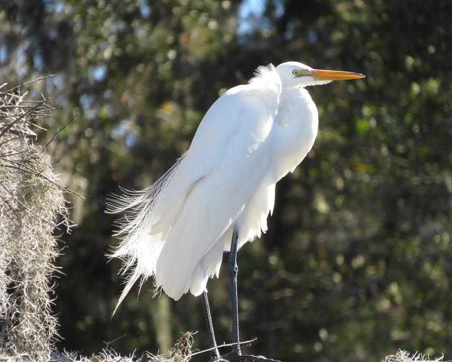 Egret with Spanish Moss Photograph by Ellen Meakin