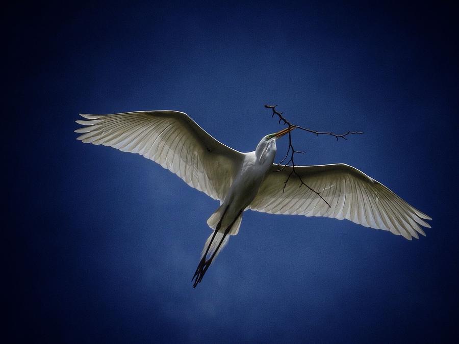 Egret with twig II Photograph by Rrrose Pix