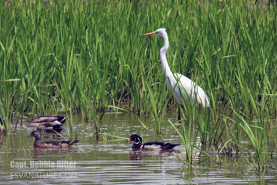 Egret Wood Duck 6236 by Captain Debbie Ritter Egret Wood Duck 6236 by Captain Debbie Ritter