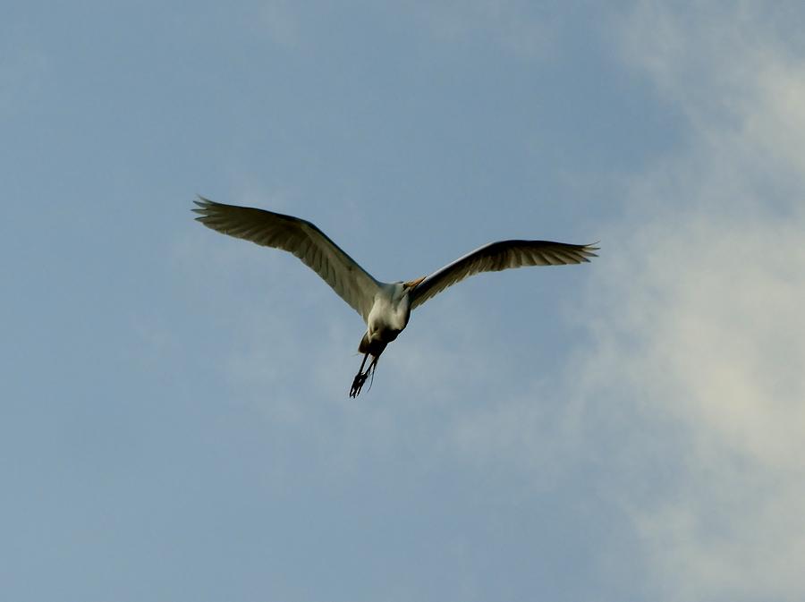 Bird Photograph - Egretable by Red Cross Bird Photograph - Egretable by Red Cross
