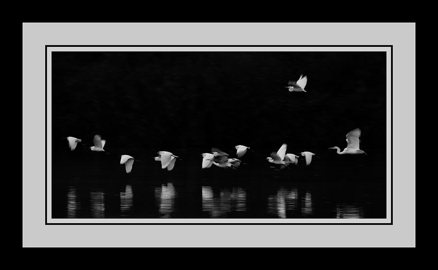 Egrets 1265-011518-2cr-bw-matte Photograph by Tam Ryan