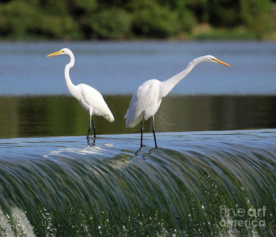 Egrets  3051 Photograph by Jack Schultz