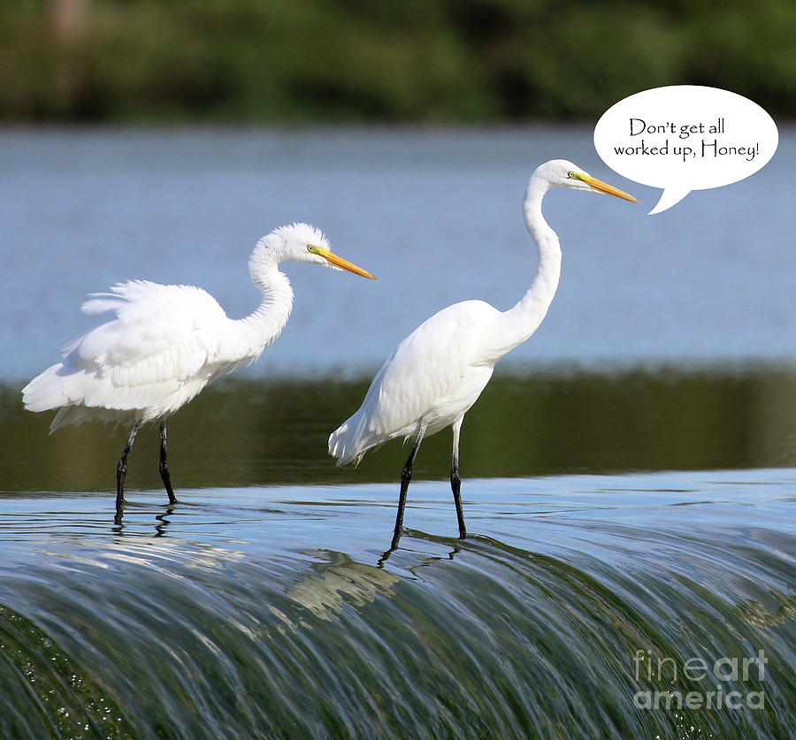 Egrets 3113 Dont Get All Worked Up Honey Photograph by Jack Schultz