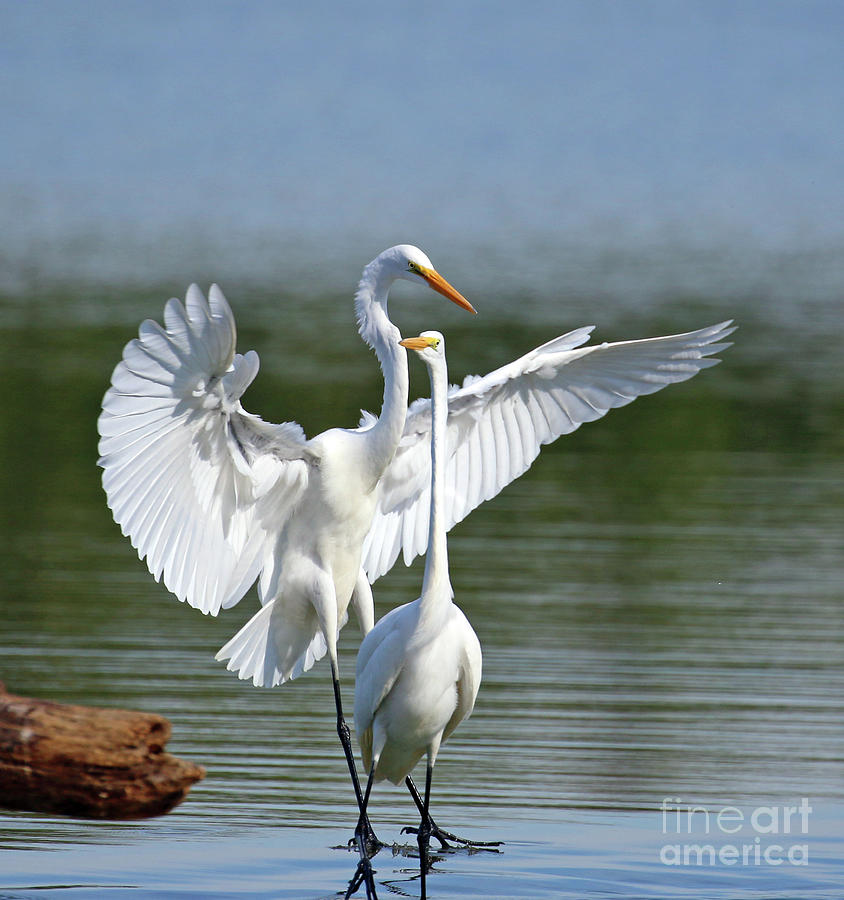 Egrets  3927 Photograph by Jack Schultz