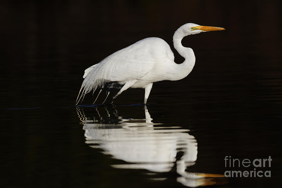 Egrets Always Photograph by Ruth Jolly