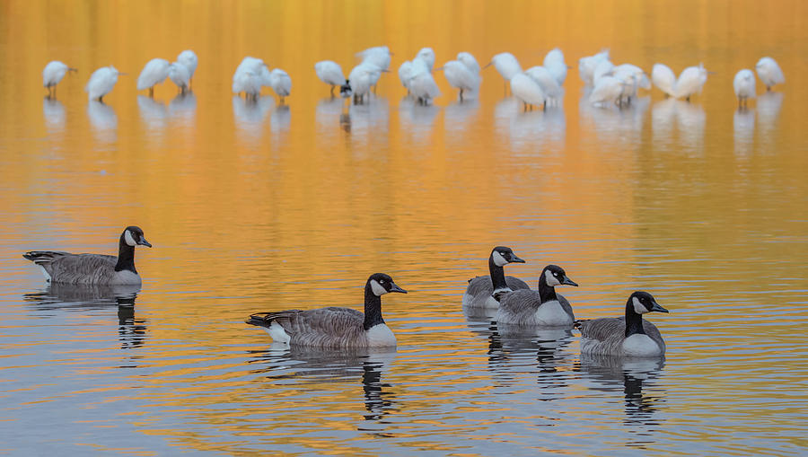 Egrets and Canada Geese 1800-012018-2cr Photograph by Tam Ryan