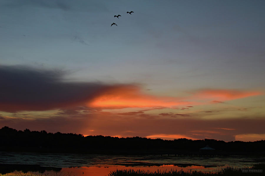 Egrets And Duck Sunset Photograph by Ken Figurski