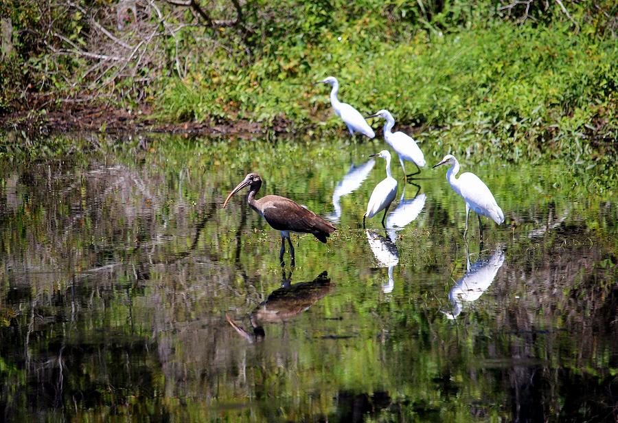 Egrets And Ibis Photograph by Cynthia Guinn