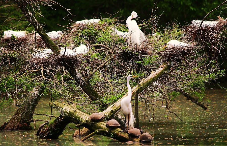 Egret Photograph - Egrets and Turtles by Paulette Thomas