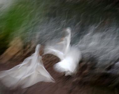 Egrets At Dusk Photograph by Linda Sabaj