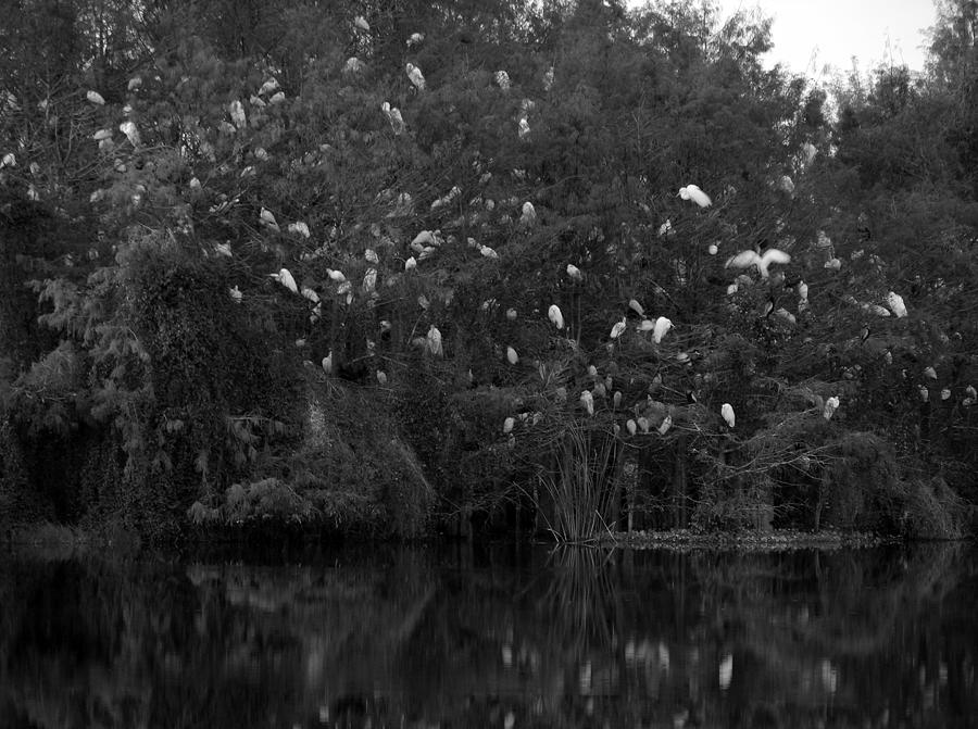 Egrets at Gator Lake Photograph by Juergen Roth