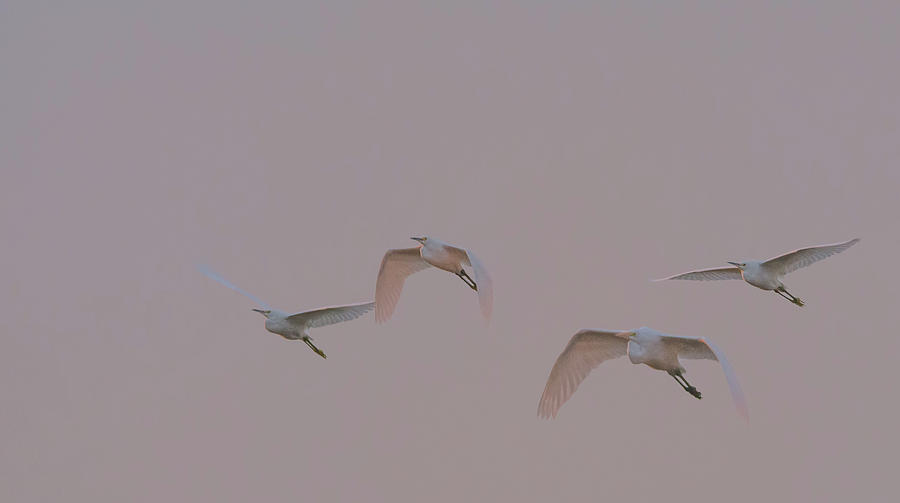 Egrets at Sunrise 1271-011518-1cr Photograph by Tam Ryan