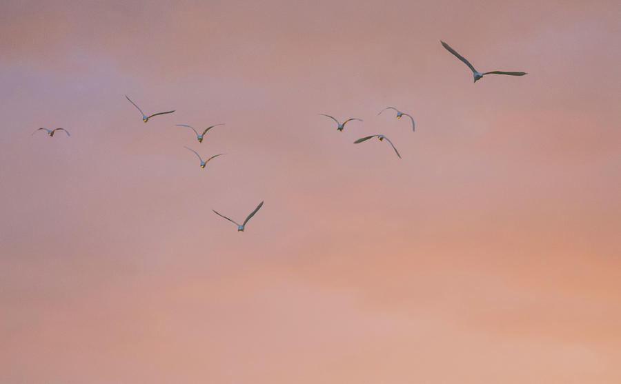 Egrets at Sunrise 7058-021318-1cr Photograph by Tam Ryan