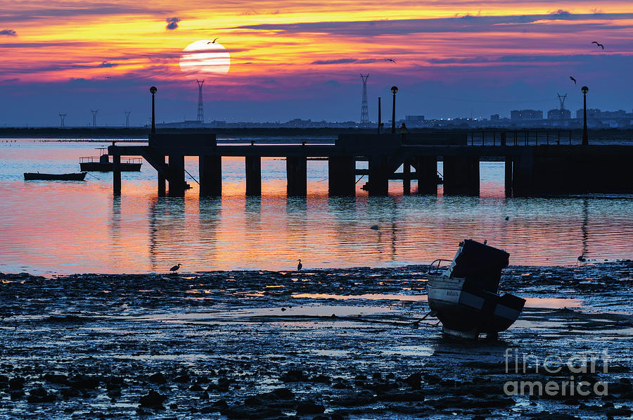 Egrets at Sunset Puerto Real Cadiz Spain Photograph by Pablo Avanzini