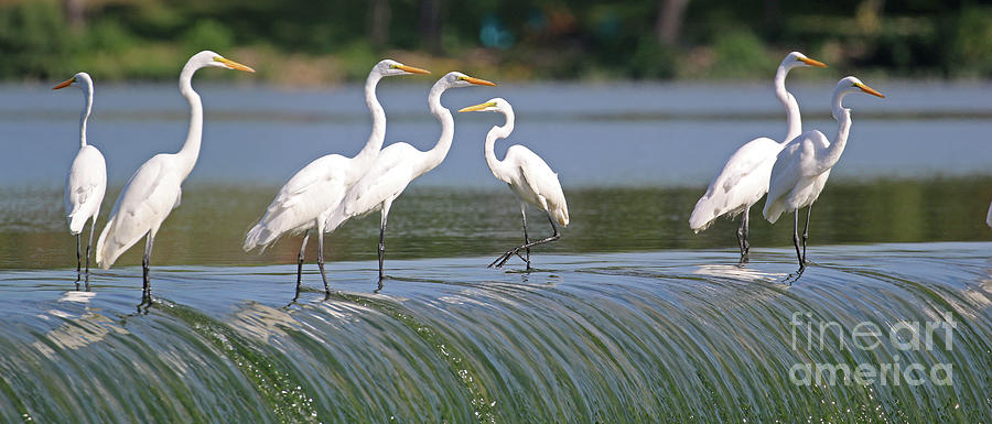 Egrets at the Dam 3047 Photograph by Jack Schultz