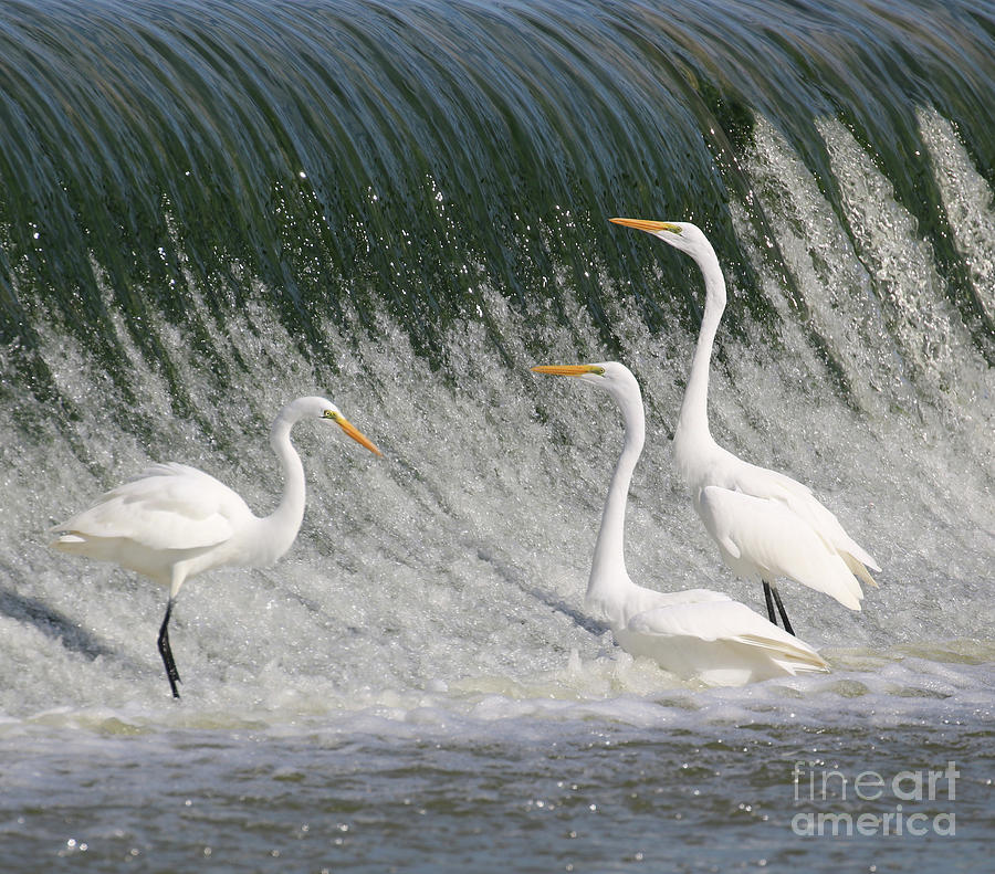Egrets at the Dam  3058 Photograph by Jack Schultz