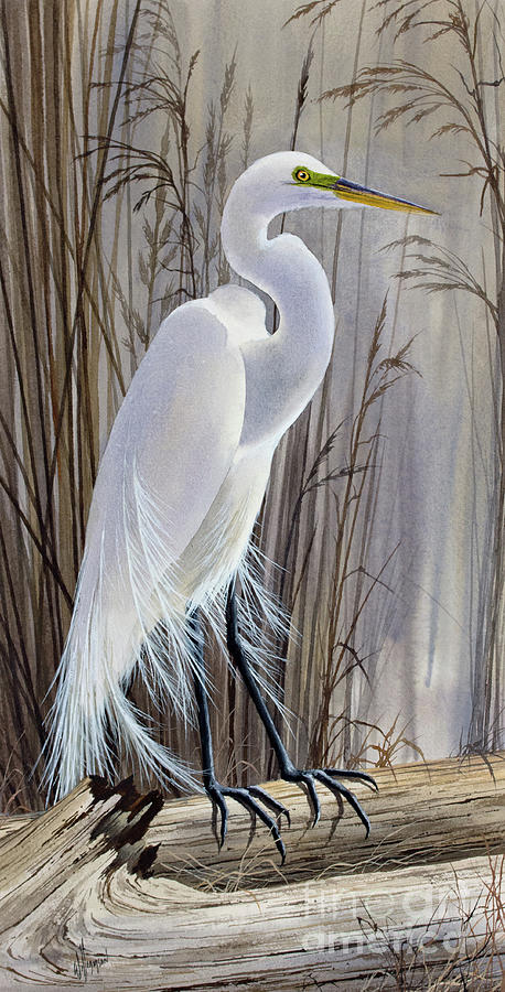 GORGEOUS  GREAT EGRET PHOTOGRAPH MATTED 11"× 14" 