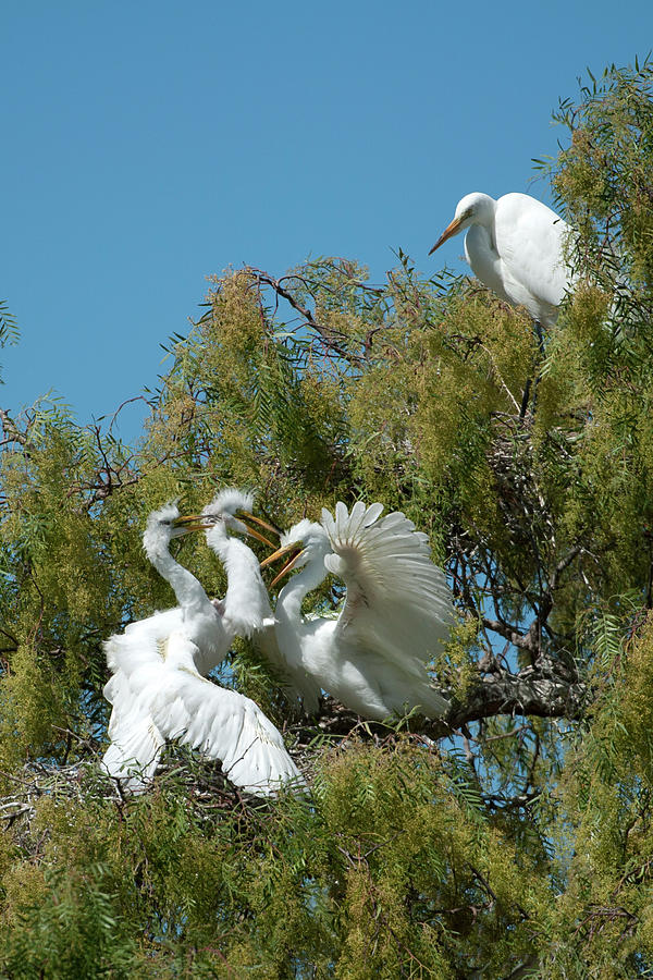 Egrets Photograph by Catherine Lau