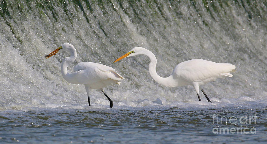 Egrets Fishing  3963 Photograph by Jack Schultz