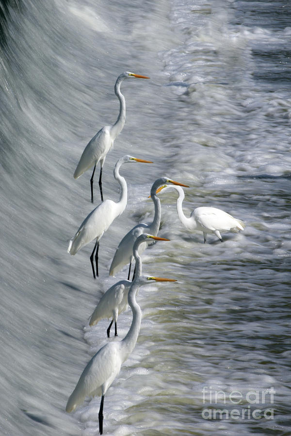 Egrets Fishing at the Dam  3178 Photograph by Jack Schultz