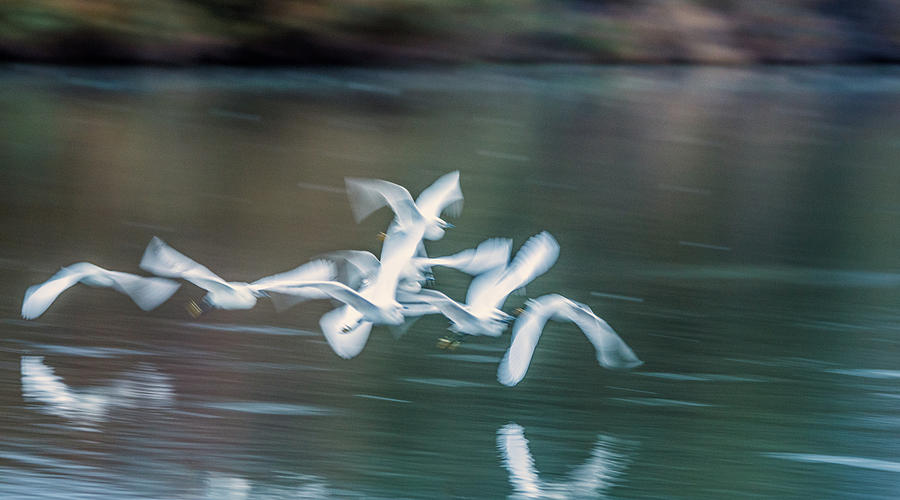Nature Photograph - Egrets Flight Blur 7343-021418-1cr by Tam Ryan