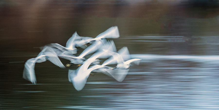 Egrets Flight Blur 7344-021418-1cr Photograph by Tam Ryan