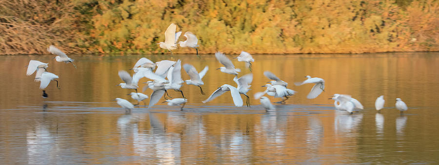 Egrets Flight  on Golden Pond 1806-012018-1cr Photograph by Tam Ryan