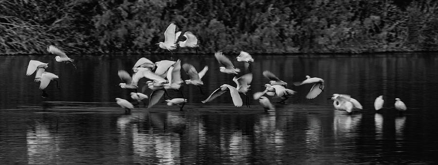 Egrets Flight  on Golden Pond 1806-012018-2cr-bw Photograph by Tam Ryan