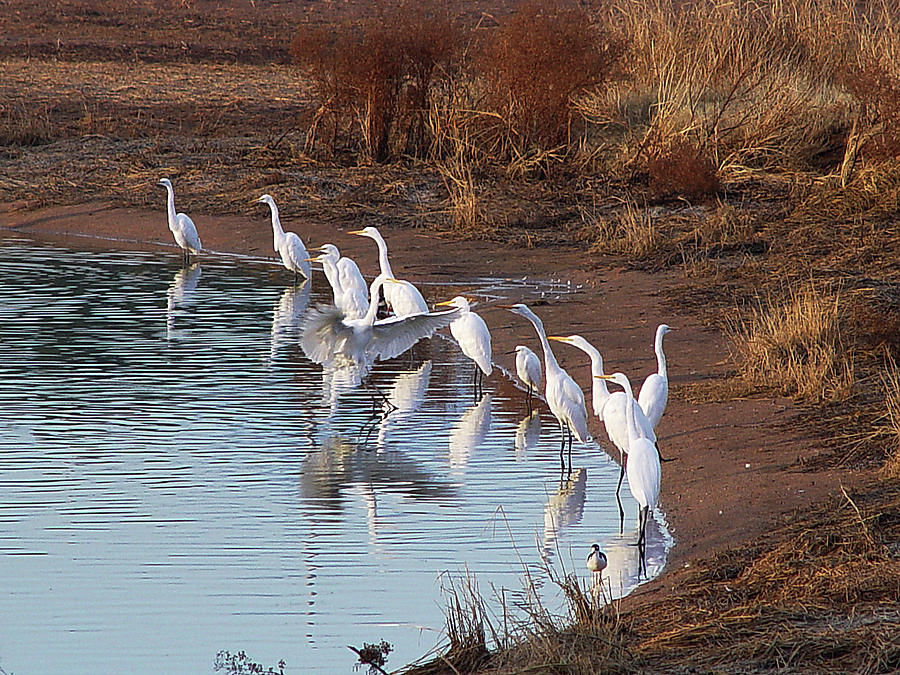 Egrets Gathering For Fishing Contest. Photograph by Tom Janca