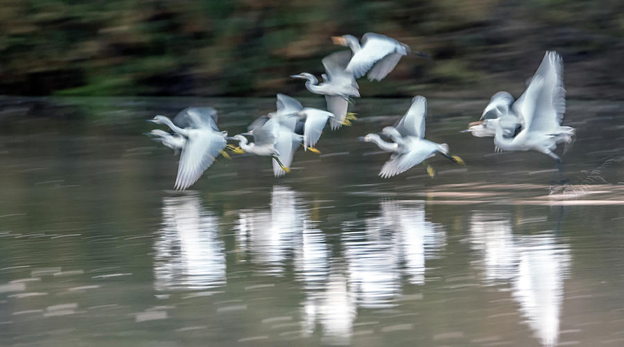 Nature Photograph - Egrets Ghostly Flight Blur 1264-011518-1cr by Tam Ryan