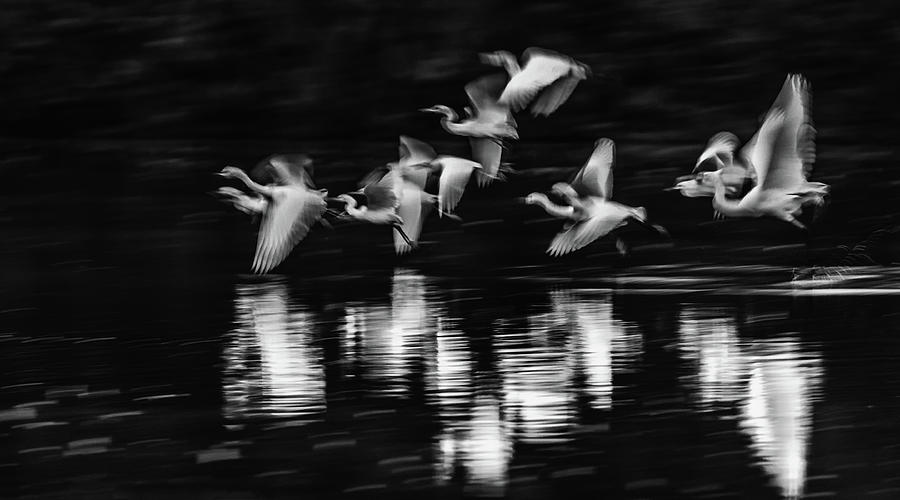 Egrets Ghostly Flight Blur 1264-011518-2-bw Photograph by Tam Ryan