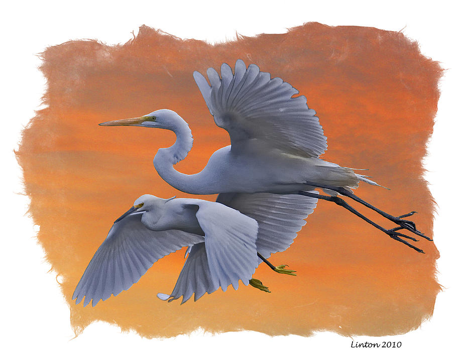 EGRETS GREAT and SNOWY Digital Art by Larry Linton