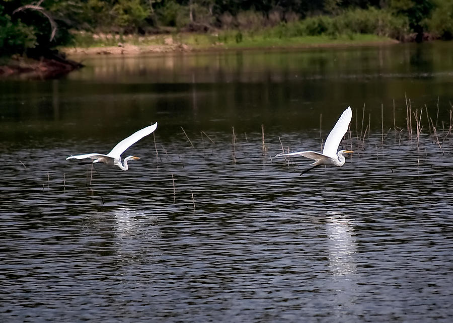 Bird Photograph - Egrets I by Gary Adkins