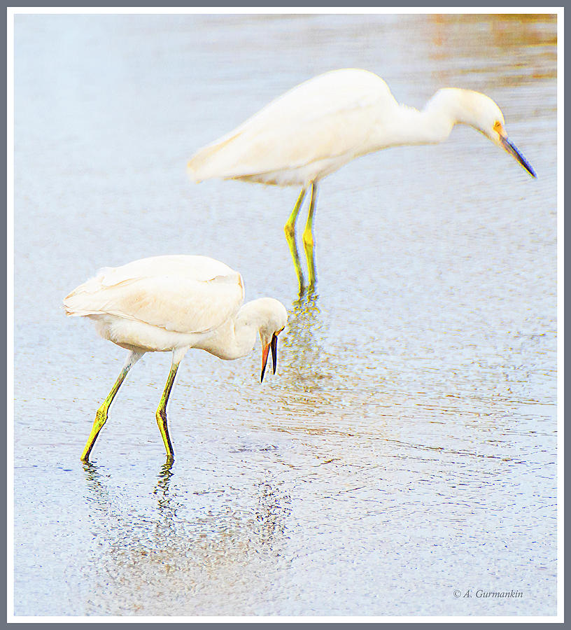 Egrets in a Salt Marsh Photograph by A Macarthur Gurmankin