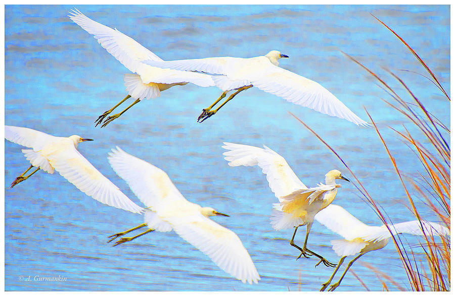 Egrets in Flight Digital Art by A Macarthur Gurmankin