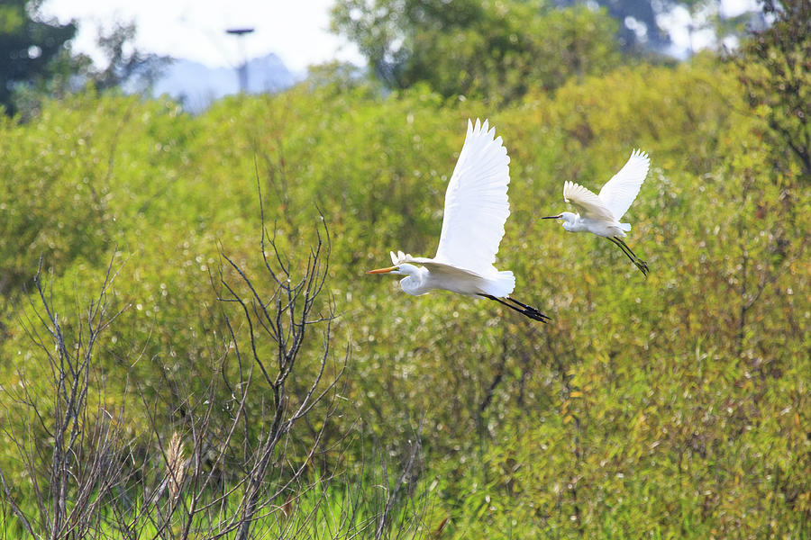Egrets in Flight Photograph by Jennifer Casey