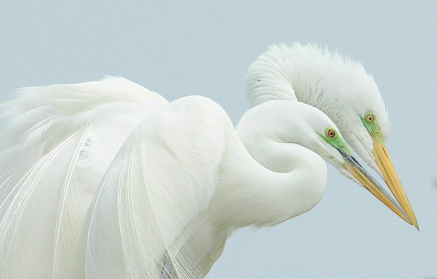 Wildlife Photograph - Egrets In Love 2 by Fraida Gutovich