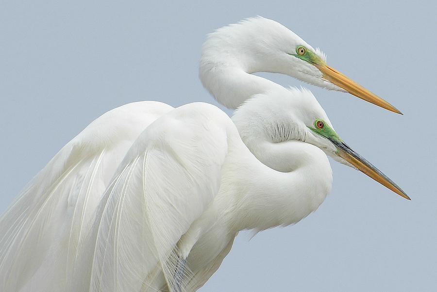 Egrets In Love Photograph by Fraida Gutovich