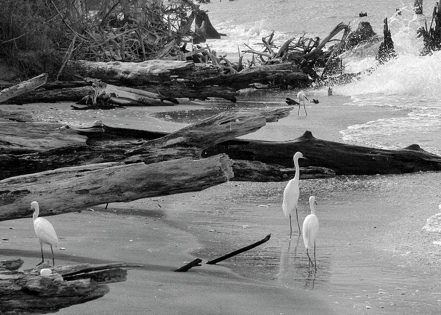 Egrets in Paradise Photograph by Robert Wilder Jr