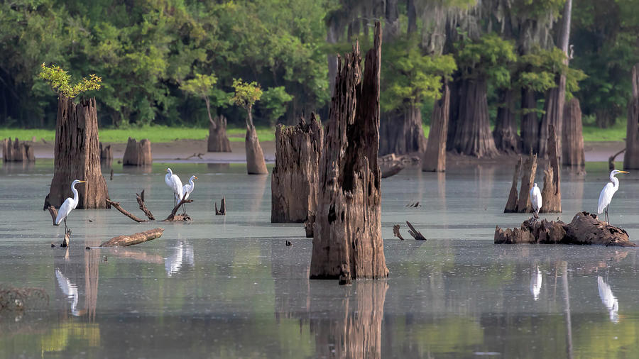 Egrets in the Bayou Photograph by Susan Rissi Tregoning