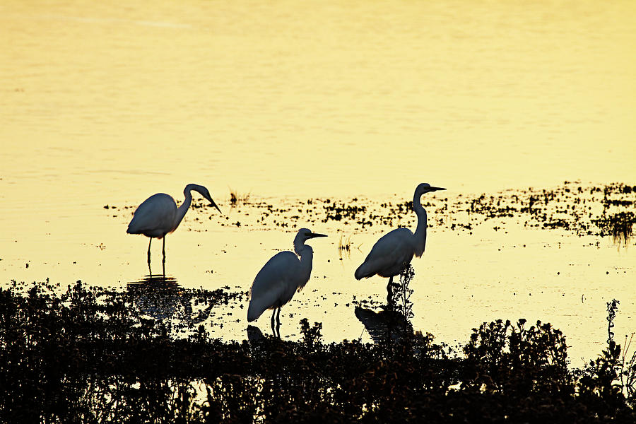 Egrets in the Sunrise 1 Photograph by Alan Hausenflock