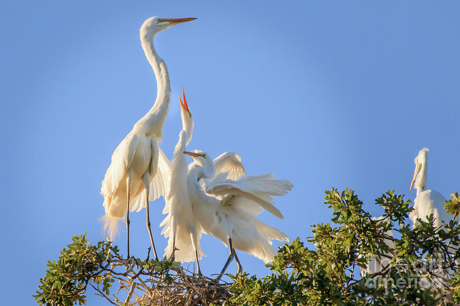 Egrets in the Trees #2 by Richard Smith Egrets in the Trees #2 by Richard Smith
