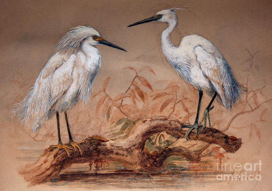 Joseph Wolf Painting - Egrets by Joseph Wolf